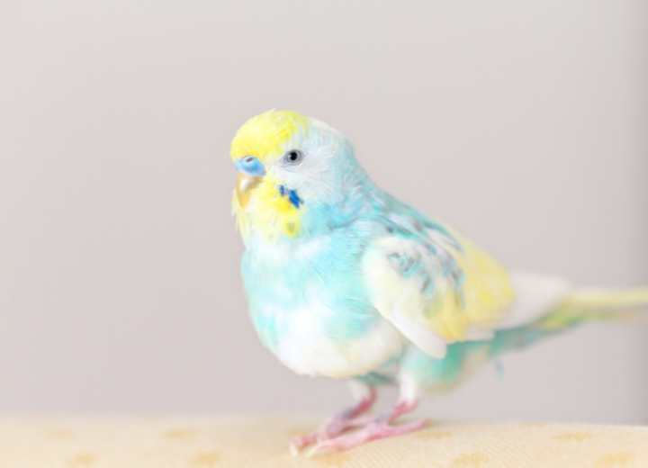 インコの火葬と供養方法