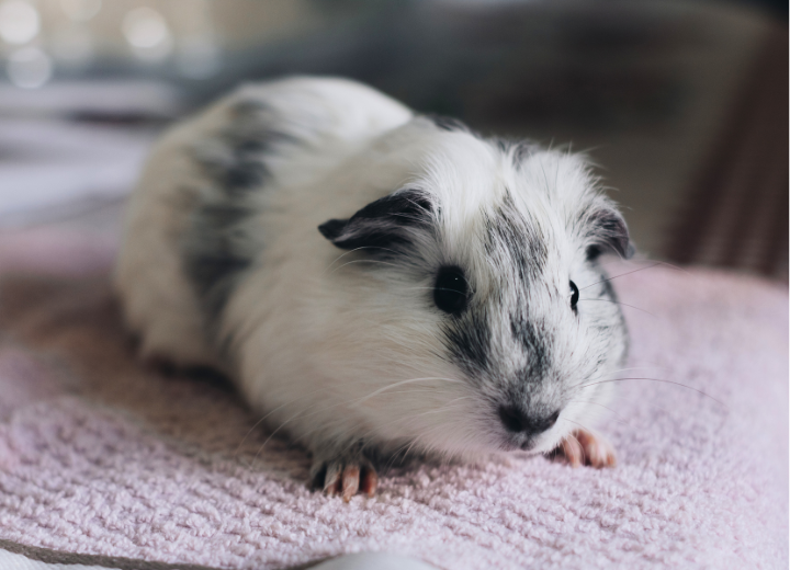 モルモットの火葬と供養方法を解説