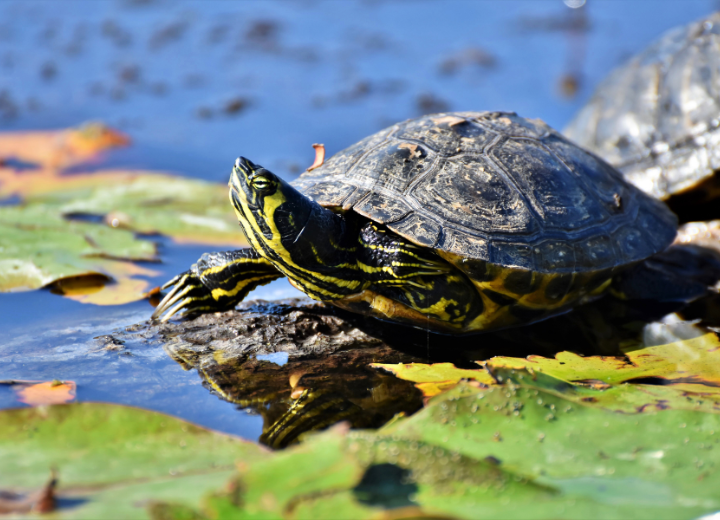 亀の遺骨と供養に迷ったとき