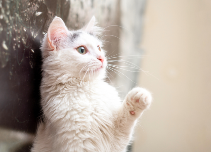 個別火葬とは？後悔しない選び方と注意点