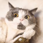 動愛園 博多斎場での火葬準備ガイド