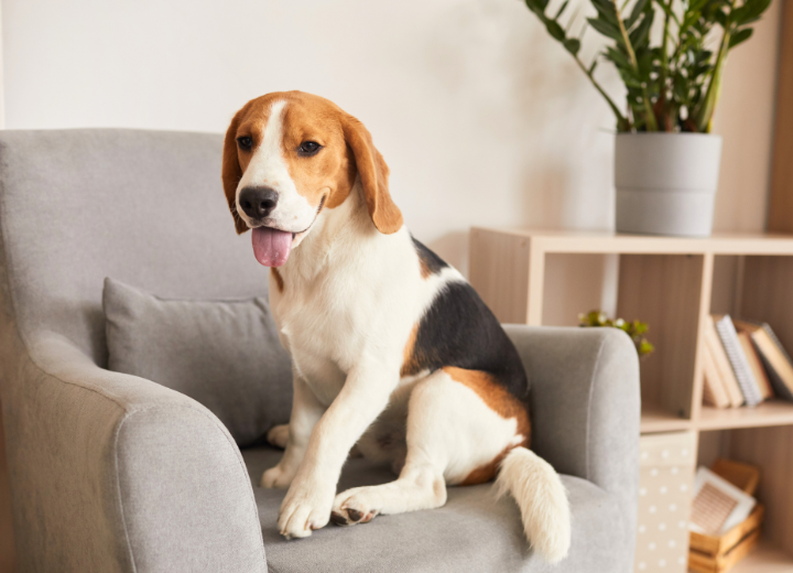 忙しい方向けペット火葬の流れ