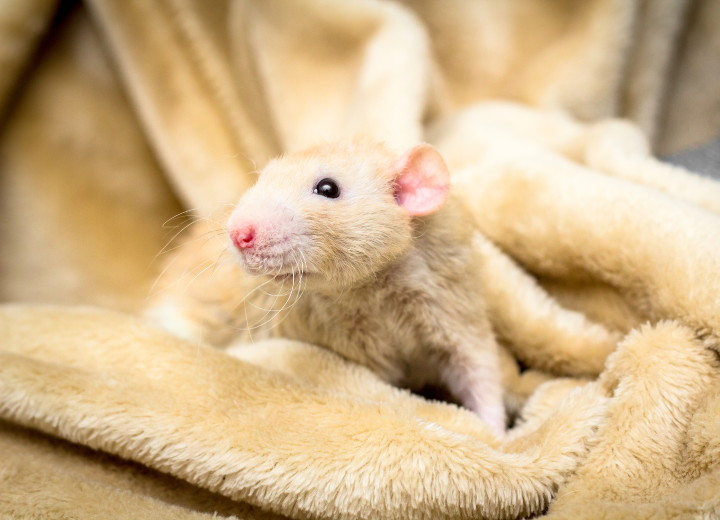 ファンシーラットのご火葬について