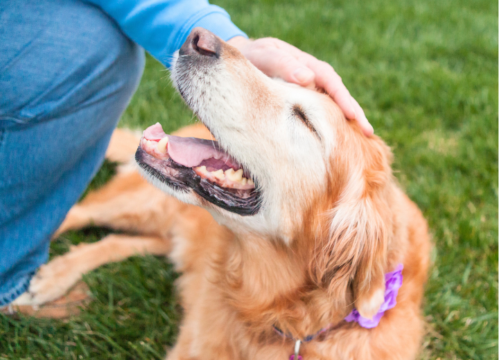 福岡県でペット火葬｜手元に遺骨を残す一任火葬