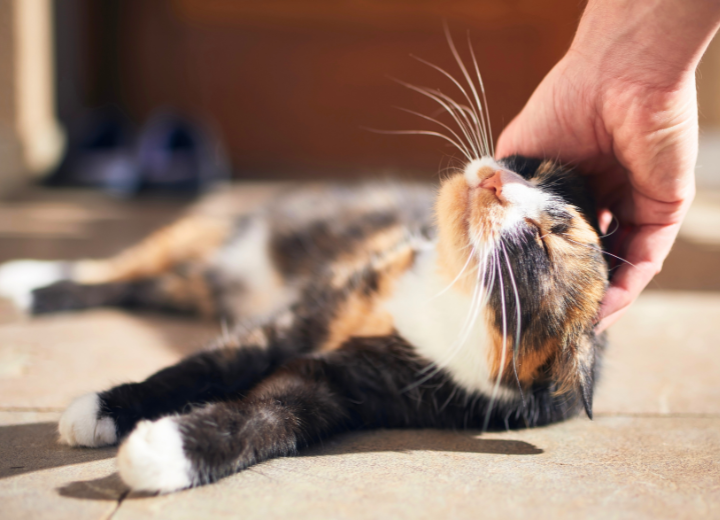 福岡県で丁寧なペット火葬をお考えの方へ