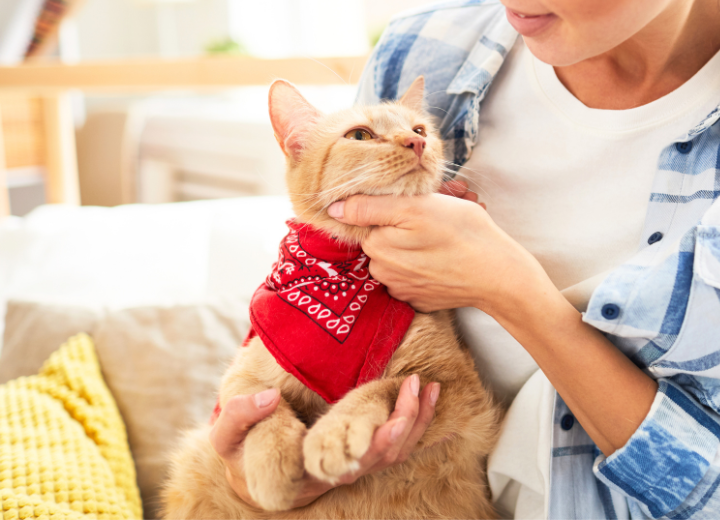 福岡県の動愛園が教えるペット葬儀の流れ
