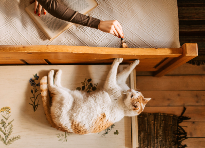 ペット供養で大切にされる節目とは｜動愛園