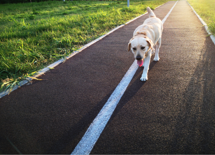 【ペット 葬儀の知識】立ち会い火葬と一任火葬の違い