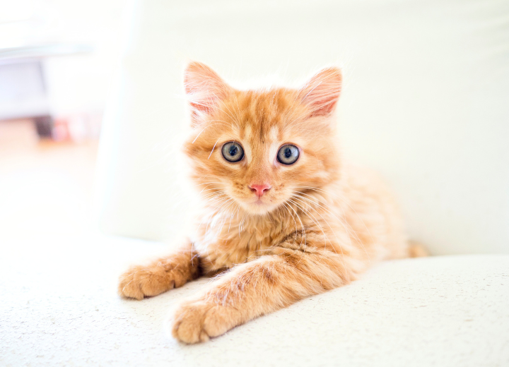 【ペットの遺骨】納骨のタイミングに迷ったとき