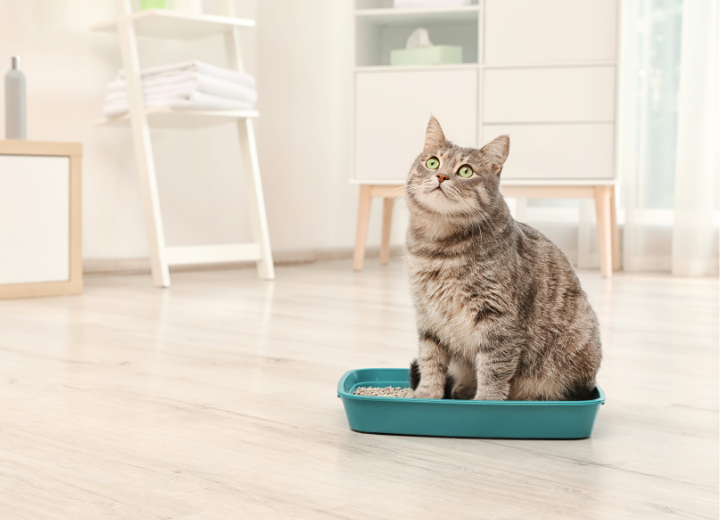 【愛猫とのお別れに備えて】火葬前に知っておきたい3つのこと