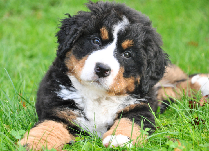 【プラン迷う方へ】個別火葬の特徴とは