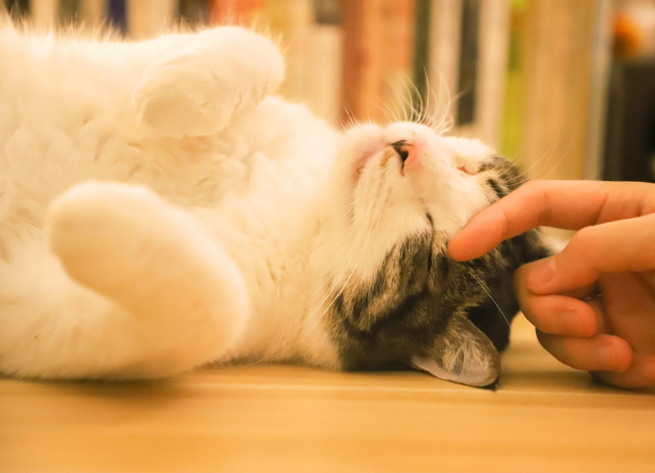 【ペット火葬日までに】家族にしてあげられること