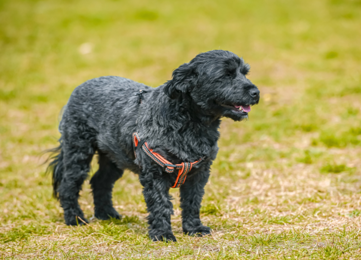 【福岡で後悔しない】ペット葬儀場選びのポイント