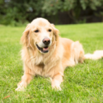 【福岡のペット供養】ペット火葬後の納骨・供養は可能？