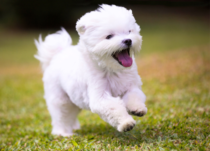 【福岡のペット火葬】「迷っている」方のためのご案内