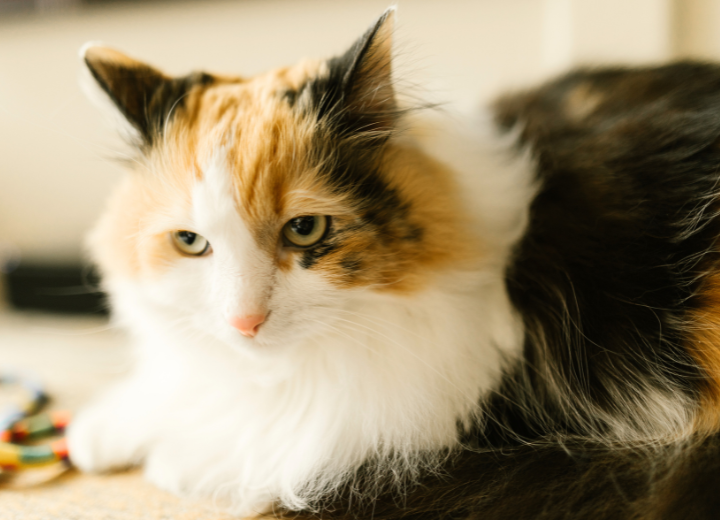 ペットとの最期の時間、どう過ごす？