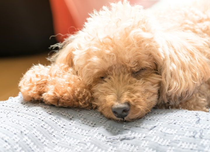 ペット火葬でできること・できないこととは？