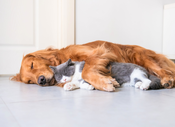 おまかせ合祀とは？費用を抑えた火葬