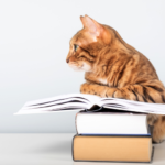 はじめてでも安心｜ペット火葬の豆知識