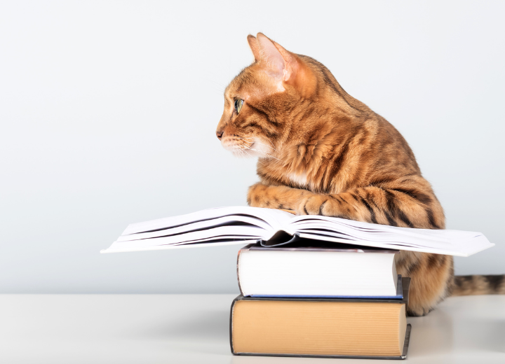 はじめてでも安心｜ペット火葬の豆知識