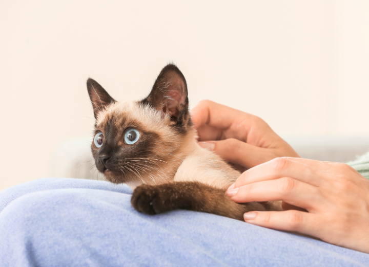 ペットの旅立ち前に知っておきたいこと3選