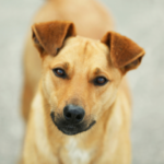 愛するペットの老いと向き合うときに