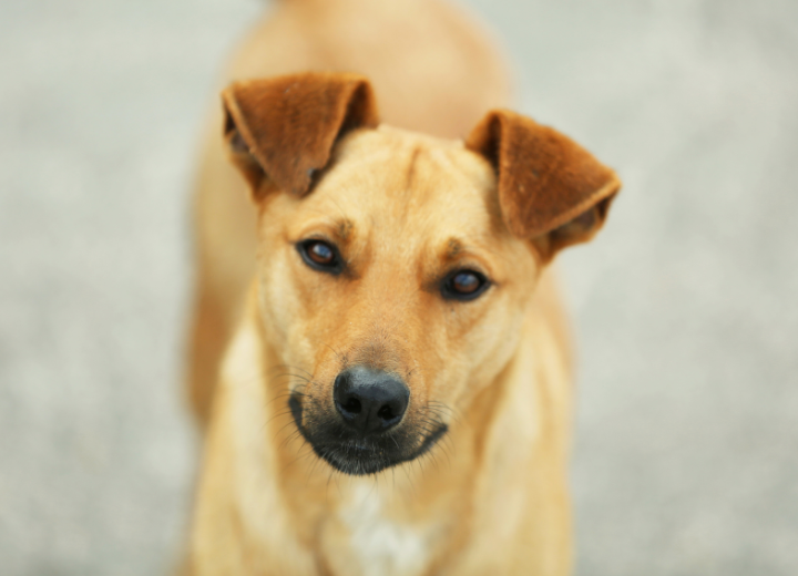 愛するペットの老いと向き合うときに