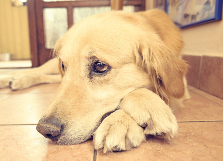 愛犬の老化サインとは？家族ができる見守りのかたち