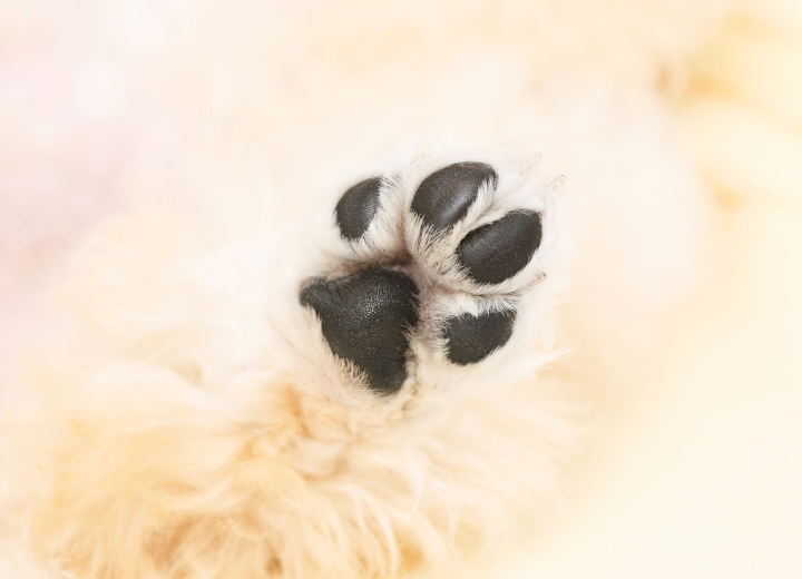 福岡県で考えるペット葬儀の準備