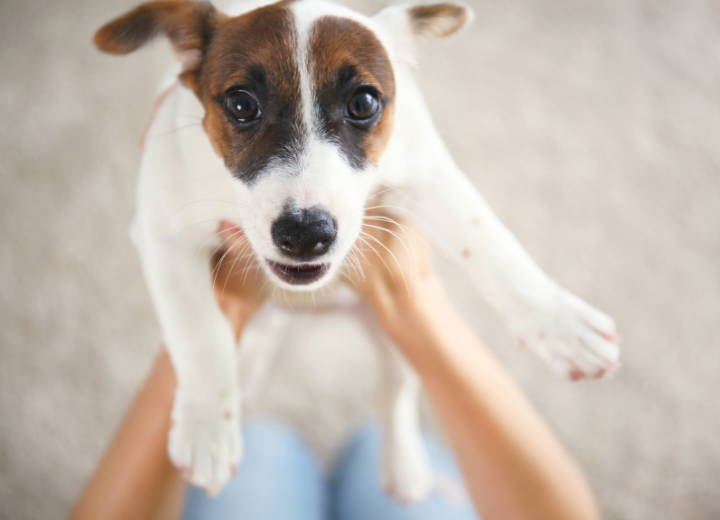 【ペット葬儀の前に】大切な家族へできる３つのこと