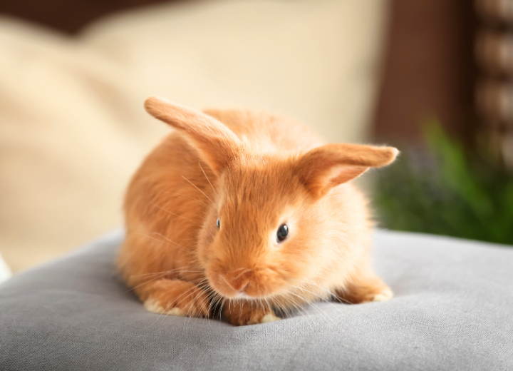 うさぎが亡くなったらどうする？初めての火葬前に知っておきたいこと