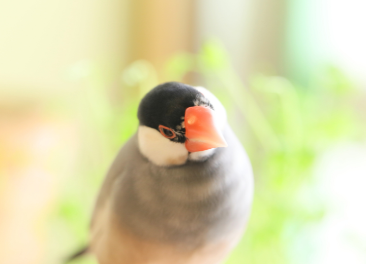 インコや文鳥を見送るときに知っておきたいこと