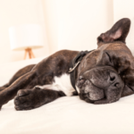 ペット火葬後の不安を解消｜遺骨の扱い方