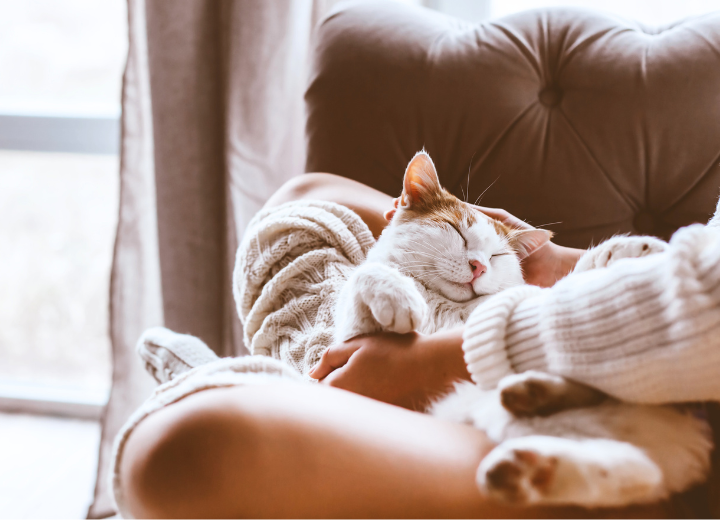 ペット葬儀後の気持ちに寄り添う供養