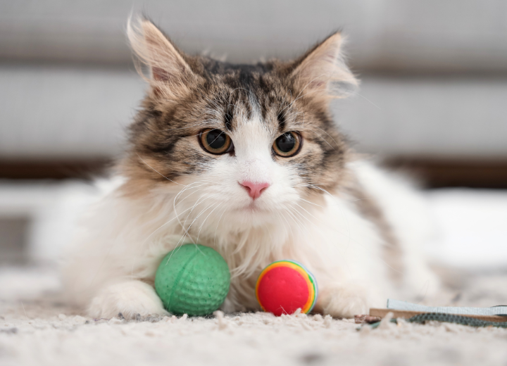 一人暮らしの方へ｜悔いのないペット葬儀を