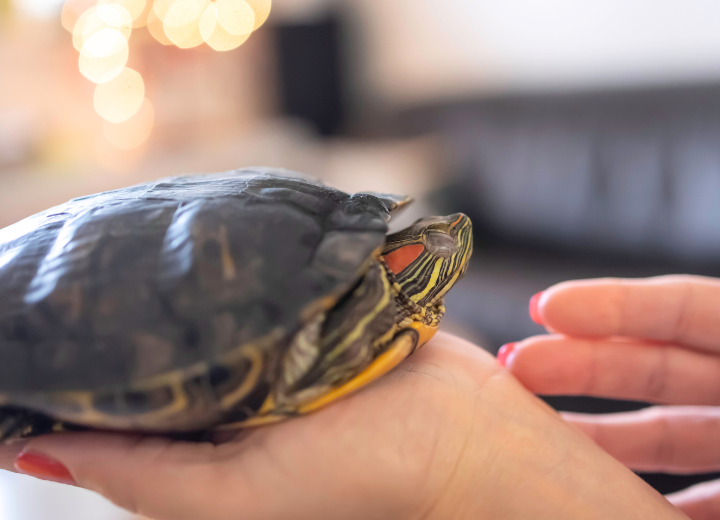 はじめての方へ｜カメの供養方法