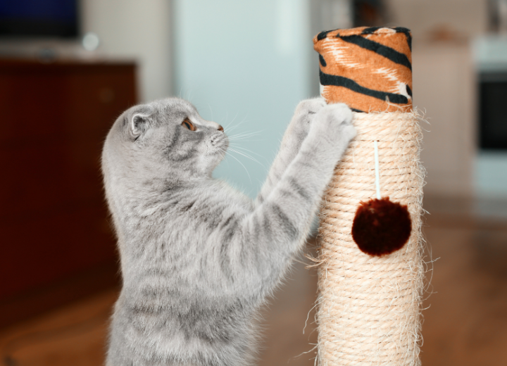 ペットの毛や爪を思い出に残すには？