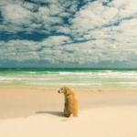 ペットロスに向き合うための最初の一歩