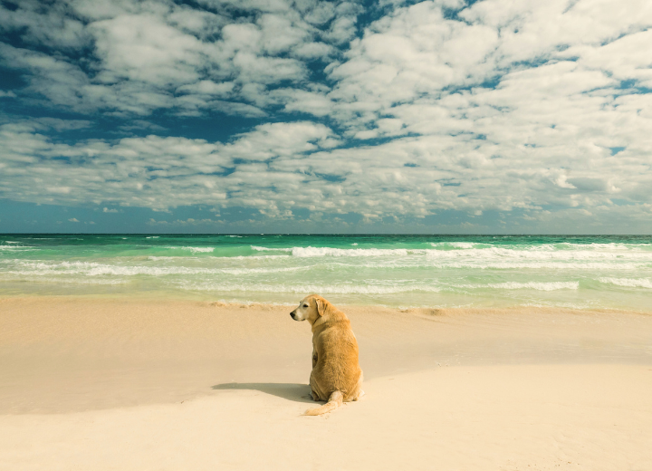 ペットロスに向き合うための最初の一歩