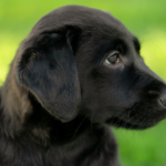 ペット火葬で大切にしたい3つのこと