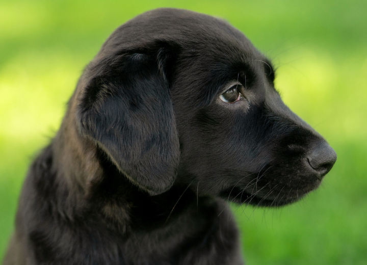 ペット火葬で大切にしたい3つのこと