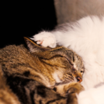 費用を抑えつつ後悔しない供養の形