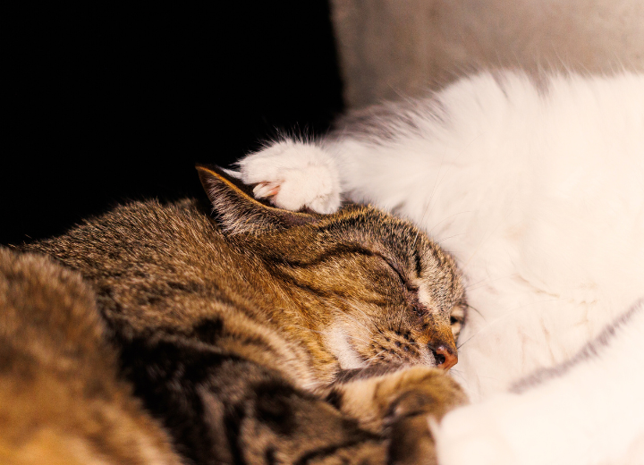 費用を抑えつつ後悔しない供養の形