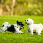 費用を抑えつつ後悔しない供養の形