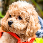 ペット葬儀を費用だけで選ばない理由