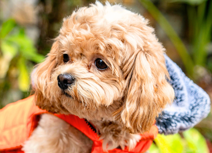 ペット葬儀を費用だけで選ばない理由