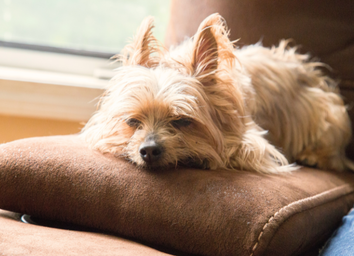 冬のペット介護｜シニア期の症状と対策