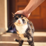 初めてでも安心できるペット葬儀の進め方