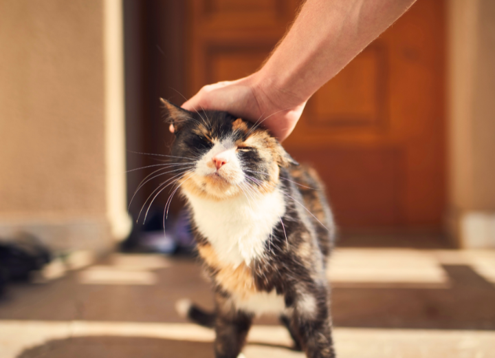 初めてでも安心できるペット葬儀の進め方