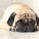 最期のお別れを心ゆくまで